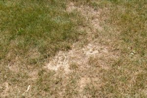 Dry patches on lawn - small